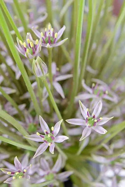 481002 - Ornamental onion (Allium schubertii)
