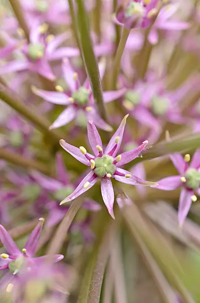 508161 - Ornamental onion (Allium schubertii)