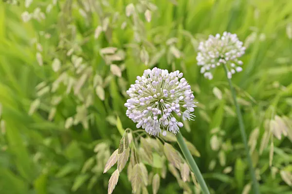 487084 - Ornamental onion (Allium schubertii) and bamboo grass (Chasmanthium latifolium syn. Uniola latifolia)