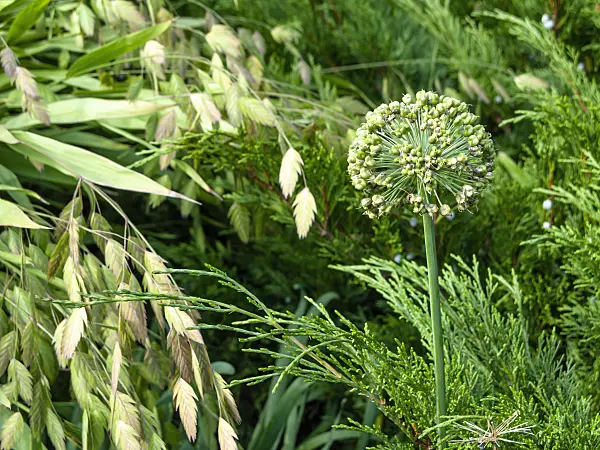 464018 - Ornamental onion (Allium schubertii), bamboo grass (Chasmanthium latifolium syn. Uniola latifolia) and juniper (Juniperus)