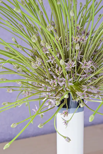481001 - Ornamental onion (Allium schubertii) in a vase