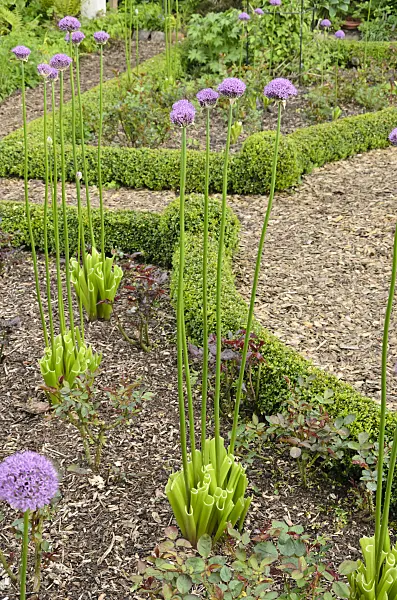 544127 - Ornamental onion (Allium) with cut leaves