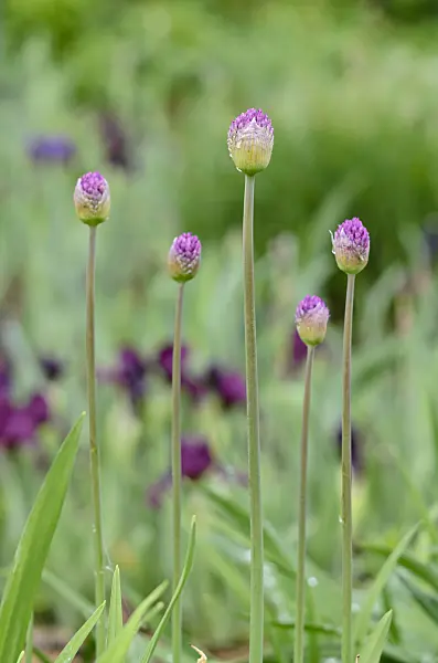 520134 - Ornamental onions (Allium)