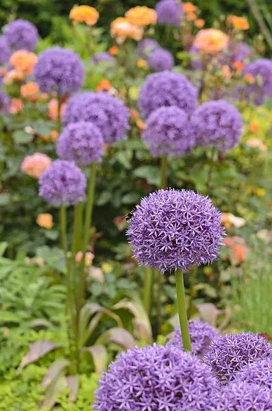 533612 - Ornamental onions (Allium)