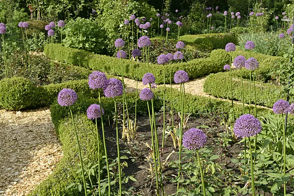 568012 - Ornamental onions (Allium) and boxwoods (Buxus) in a rose garden