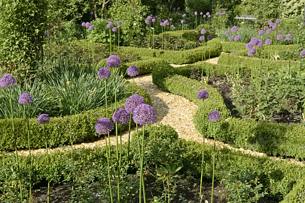 568013 - Ornamental onions (Allium) and boxwoods (Buxus) in a rose garden