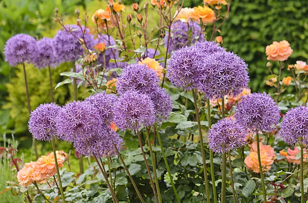 533611 - Ornamental onions (Allium) and roses (Rosa)