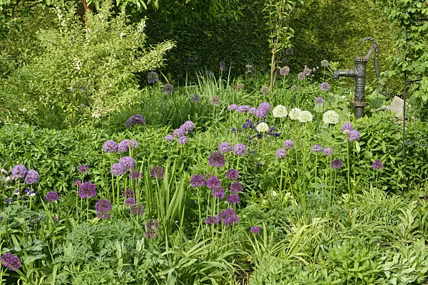 556073 - Ornamental onions (Allium) in a perennial garden