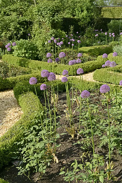 568011 - Ornamental onions (Allium) with cut leaves