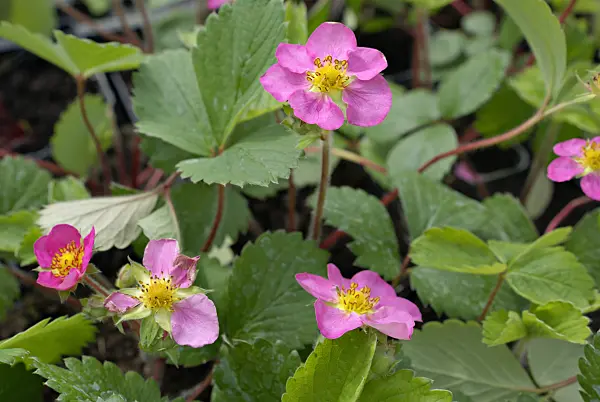 452131 - Ornamental strawberry (Fragaria x ananassa x Potentilla palustris)