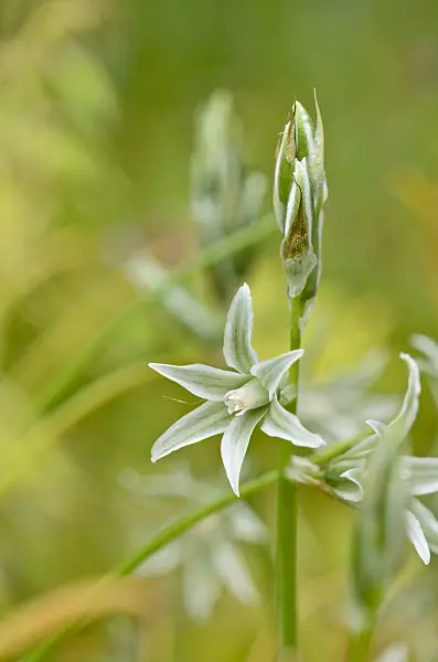 520108 - Ornithogale à fleurs penchées (Ornithogalum nutans)