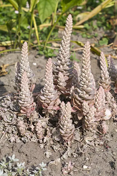 549175 - Orostachys malacophylla var. iwarenge