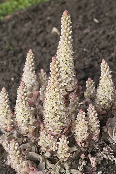 549193 - Orostachys malacophylla var. iwarenge