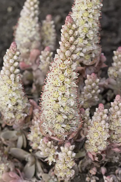 549194 - Orostachys malacophylla var. iwarenge