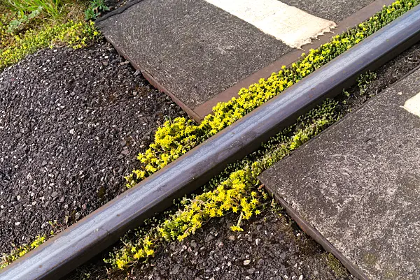 671024 - Orpin âcre (Sedum acre) entre les voies ferrées