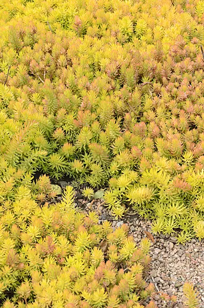 508245 - Orpin des rochers (Sedum rupestre 'Angelina' syn. Sedum reflexum 'Angelina')
