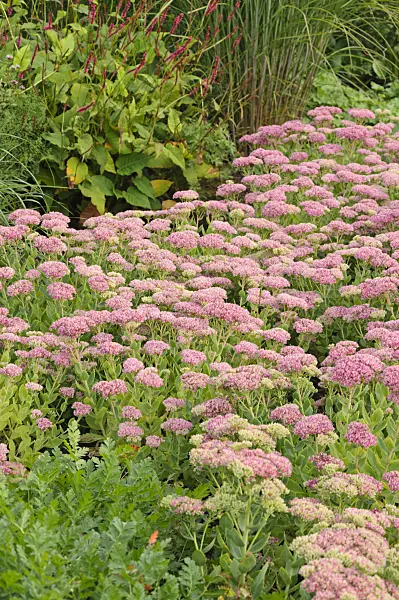 488064 - Orpin reprise (Sedum telephium 'Herbstfreude' syn. Hylotelephium telephium 'Herbstfreude')