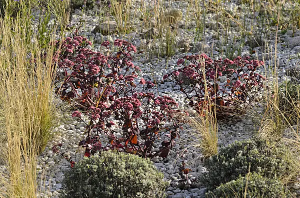 524008 - Orpin reprise (Sedum telephium 'Karfunkelstein' syn. Hylotelephium telephium 'Karfunkelstein')