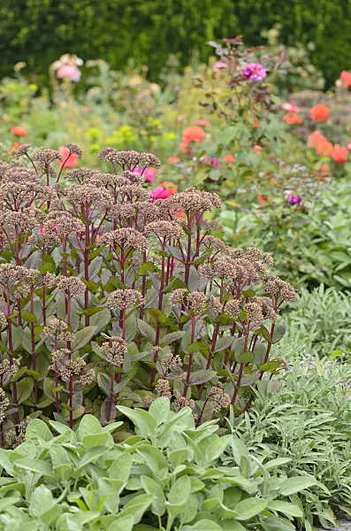 534344 - Orpin reprise (Sedum telephium 'Matrona' syn. Hylotelephium telephium 'Matrona')