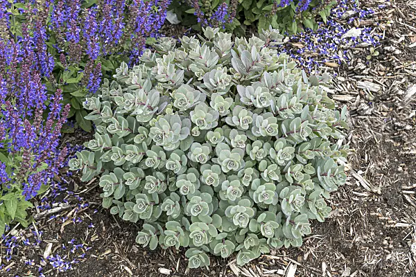 607209 - Orpin (Sedum Rock 'N Grow Superstar)