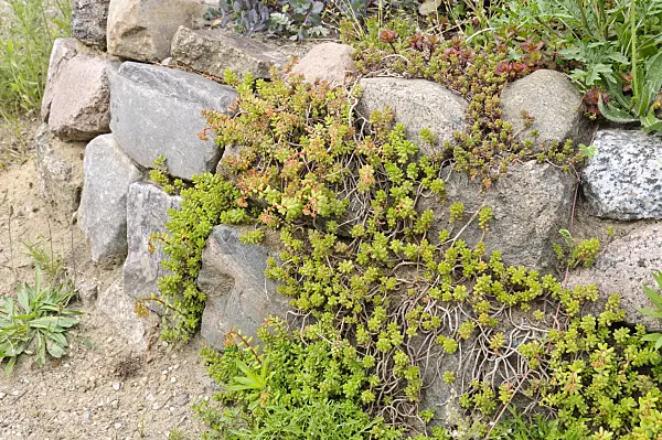 472423 - Orpin (Sedum) sur un mur de pierres sèches