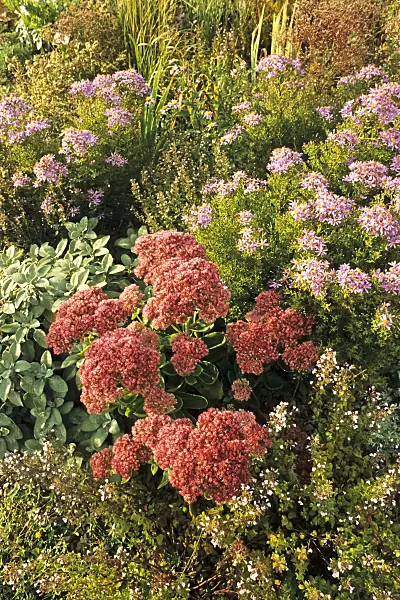 382017 - Orpine (Sedum telephium 'Herbstfreude' syn. Hylotelephium telephium 'Herbstfreude')