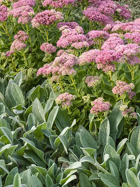 405033 - Orpine (Sedum telephium 'Herbstfreude' syn. Hylotelephium telephium 'Herbstfreude')