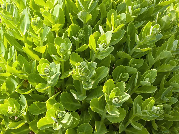 414033 - Orpine (Sedum telephium 'Herbstfreude' syn. Hylotelephium telephium 'Herbstfreude')