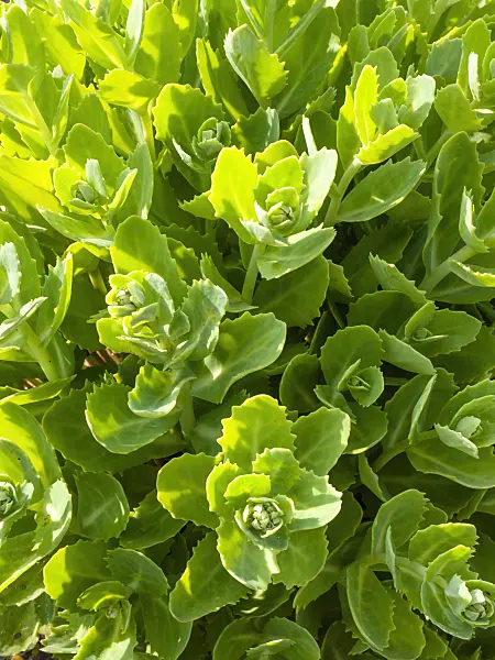 414034 - Orpine (Sedum telephium 'Herbstfreude' syn. Hylotelephium telephium 'Herbstfreude')