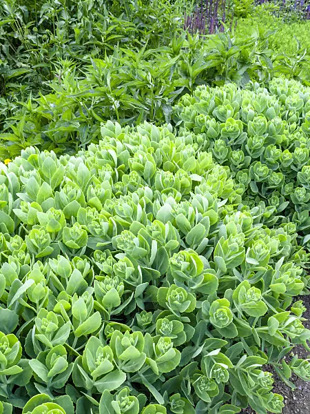 461093 - Orpine (Sedum telephium 'Herbstfreude' syn. Hylotelephium telephium 'Herbstfreude')