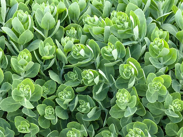 461094 - Orpine (Sedum telephium 'Herbstfreude' syn. Hylotelephium telephium 'Herbstfreude')