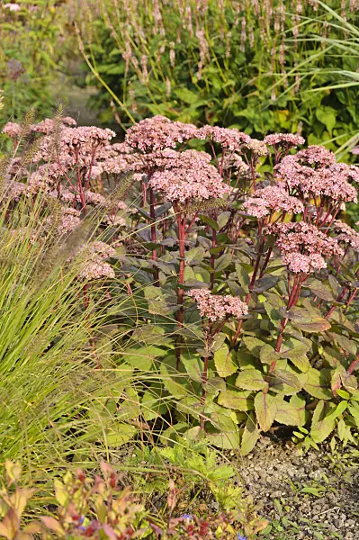 488059 - Orpine (Sedum telephium 'Herbstfreude' syn. Hylotelephium telephium 'Herbstfreude')