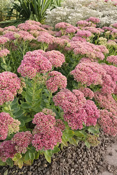 488060 - Orpine (Sedum telephium 'Herbstfreude' syn. Hylotelephium telephium 'Herbstfreude')