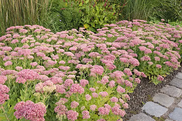 488062 - Orpine (Sedum telephium 'Herbstfreude' syn. Hylotelephium telephium 'Herbstfreude')