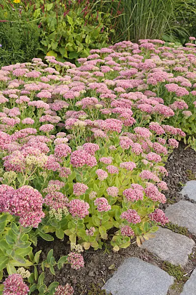 488063 - Orpine (Sedum telephium 'Herbstfreude' syn. Hylotelephium telephium 'Herbstfreude')
