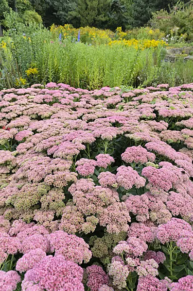 500020 - Orpine (Sedum telephium 'Herbstfreude' syn. Hylotelephium telephium 'Herbstfreude')