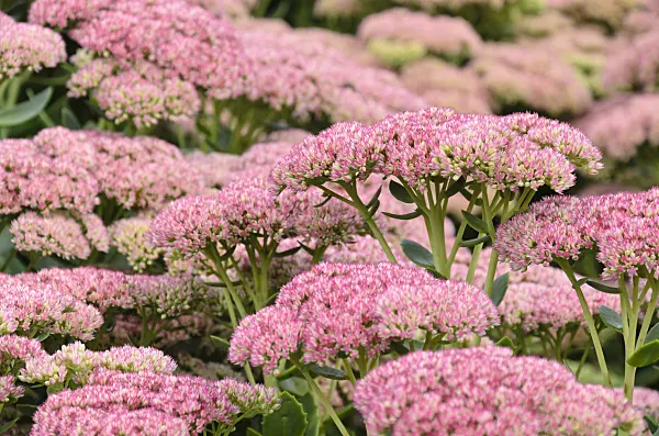500021 - Orpine (Sedum telephium 'Herbstfreude' syn. Hylotelephium telephium 'Herbstfreude')