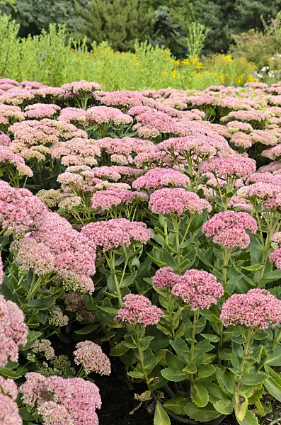 500022 - Orpine (Sedum telephium 'Herbstfreude' syn. Hylotelephium telephium 'Herbstfreude')