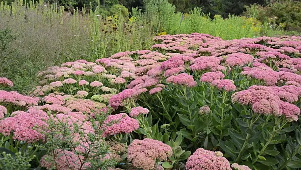 500038 - Orpine (Sedum telephium 'Herbstfreude' syn. Hylotelephium telephium 'Herbstfreude')