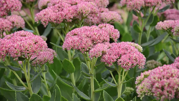 500039 - Orpine (Sedum telephium 'Herbstfreude' syn. Hylotelephium telephium 'Herbstfreude')
