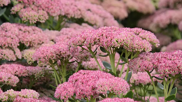 500040 - Orpine (Sedum telephium 'Herbstfreude' syn. Hylotelephium telephium 'Herbstfreude')
