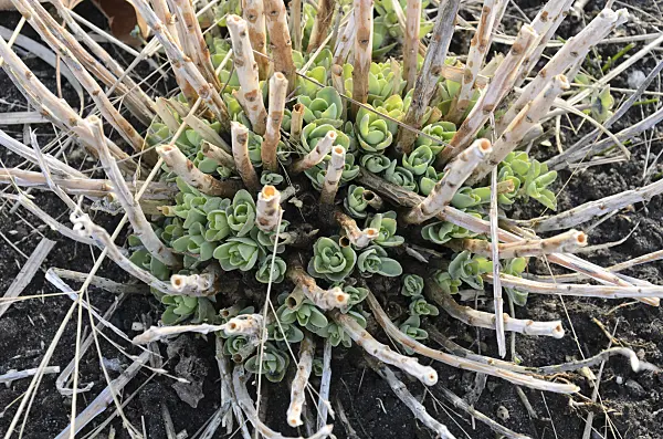 518078 - Orpine (Sedum telephium 'Herbstfreude' syn. Hylotelephium telephium 'Herbstfreude')