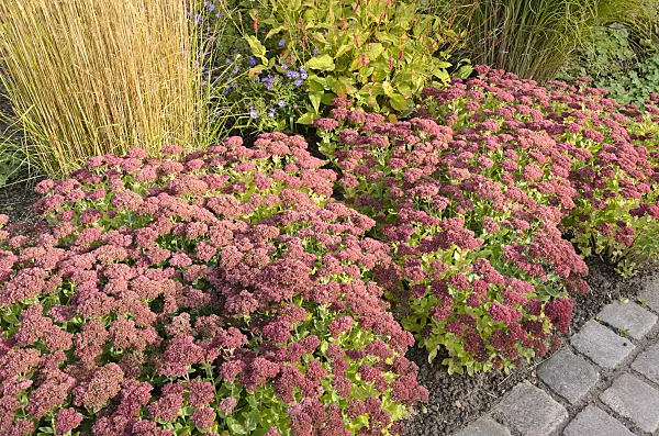 525003 - Orpine (Sedum telephium 'Herbstfreude' syn. Hylotelephium telephium 'Herbstfreude')