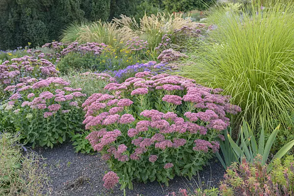 575329 - Orpine (Sedum telephium 'Herbstfreude' syn. Hylotelephium telephium 'Herbstfreude')