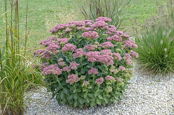 593200 - Orpine (Sedum telephium 'Herbstfreude' syn. Hylotelephium telephium 'Herbstfreude')