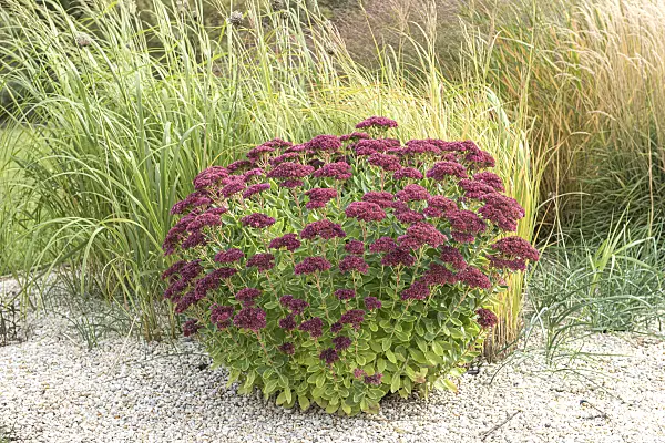 616450 - Orpine (Sedum telephium 'Herbstfreude' syn. Hylotelephium telephium 'Herbstfreude')