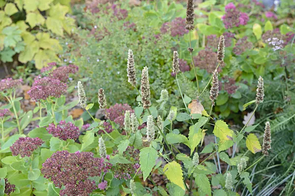 548128 - Orpine (Sedum telephium 'Herbstfreude' syn. Hylotelephium telephium 'Herbstfreude') and purple giant hyssop (Agastache rugosa)