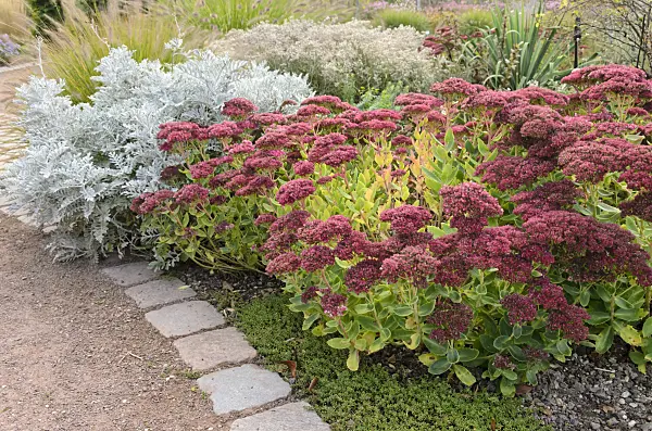 537006 - Orpine (Sedum telephium 'Herbstfreude' syn. Hylotelephium telephium 'Herbstfreude') and silver groundsel (Senecio cineraria)