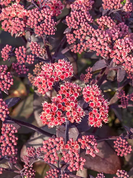 428234 - Orpine (Sedum telephium 'Karfunkelstein' syn. Hylotelephium telephium 'Karfunkelstein')