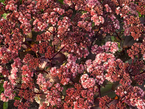 429072 - Orpine (Sedum telephium 'Karfunkelstein' syn. Hylotelephium telephium 'Karfunkelstein')